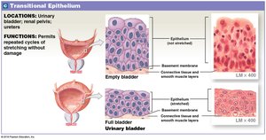 Transitional epithelium: location and function