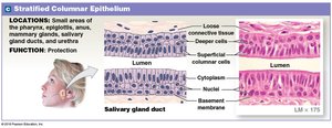 Stratified columnar epithelium: location and function