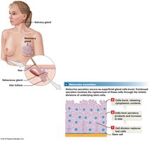 Holocrine secretion