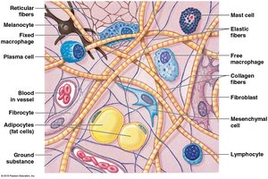 Diagram of cells and fibers in connective tissue proper