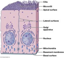 Diagram of epithelial cell polarity and surface specializations