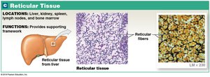 Reticular tissue: location and function