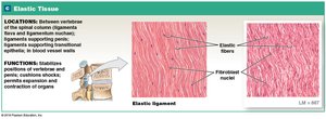 Elastic tissue: location and function