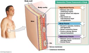 Connective tissue framework of the body (fasciae)