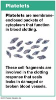 White blood cells