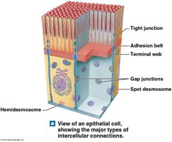 Major types of intercellular connections in epithelial cells