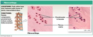 Fibrocartilage: location and function
