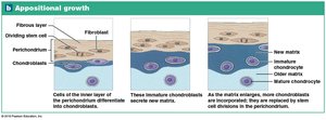Appositional growth of cartilage