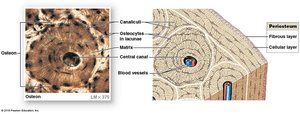 Structure of bone tissue