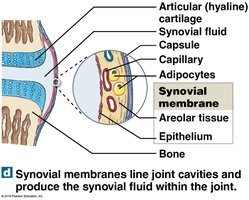 Types of membranes