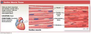 Cardiac muscle tissue