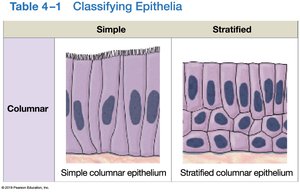 Table classifying columnar epithelia