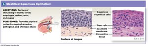 Stratified squamous epithelium: location and function