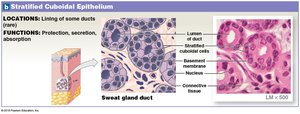 Stratified cuboidal epithelium: location and function