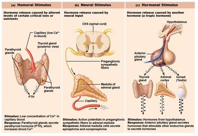 Anatomy & Physiology Endocrine System Study Guide | Notes
