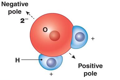 Water molecule showing positive and negative poles
