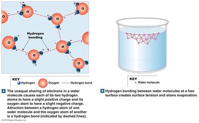 Hydrogen bonding between water molecules