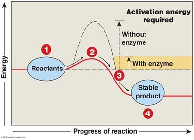 Activation energy diagram with and without enzyme