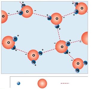 Water molecule showing polar covalent bonds and hydrogen bonding