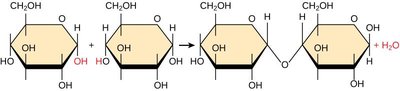 Dehydration synthesis of maltose