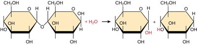 Hydrolysis of maltose