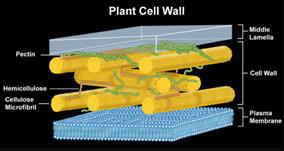 Plant cell wall structure