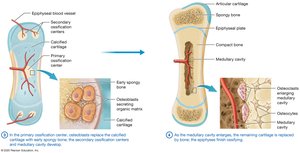 Endochondral ossification: primary and secondary centers