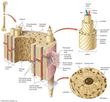 Structure of compact bone and osteons