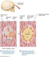 Intramembranous ossification: primary ossification center