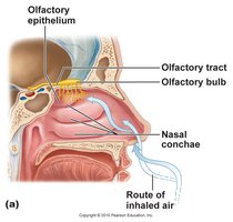 Anatomy of the olfactory system in the nasal cavity