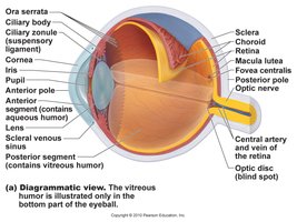 Diagrammatic view of the eyeball structure