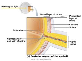 Cells of the neural layer of the retina
