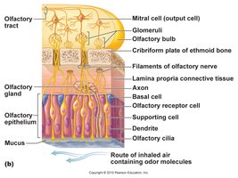 Detailed structure of the olfactory epithelium and bulb