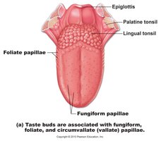 Papillae and taste bud locations on the tongue