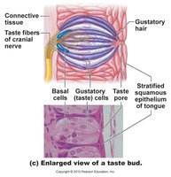 Enlarged view of a taste bud structure