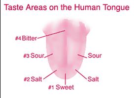 Taste areas on the human tongue