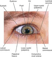External anatomy of the eye and accessory structures