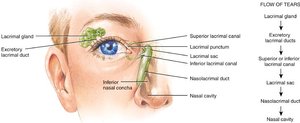 Lacrimal apparatus and flow of tears