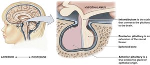 Pituitary gland anatomy and connection to hypothalamus