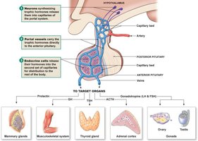 Anterior pituitary and hypothalamic-hypophyseal portal system