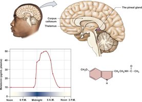 Pineal gland and melatonin secretion
