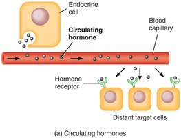 Circulating hormones: endocrine cell to distant target cells