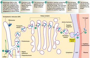 Peptide hormone synthesis, packaging, and release