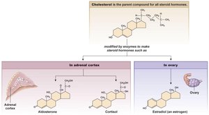 Steroid hormone synthesis pathways