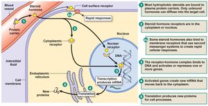 Steroid hormone action: intracellular and nuclear receptors