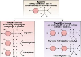Tyrosine derivatives: catecholamines and thyroid hormones