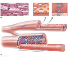 Microscopic anatomy of cardiac muscle
