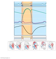 Summary of events during the cardiac cycle