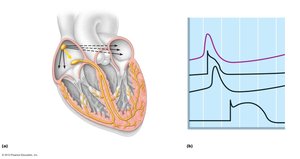 Intrinsic cardiac conduction system and action potential succession