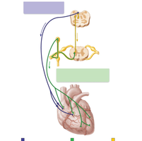 Autonomic innervation of the heart